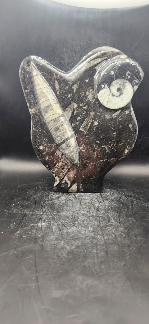 Orthoceras, ammonite statue! 1.5 pounds, 6 inches tall 5" wide