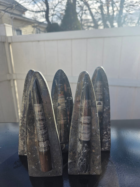 Single orthoceras nautiloids statue! 14 ounces, 8 inches tall