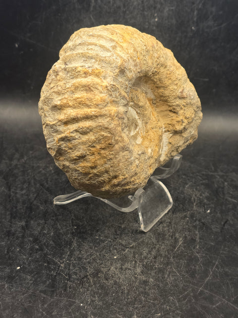 Medium nautilis ammonite fossil! 1 pound, 3.8 inches wide, 3.2" tall