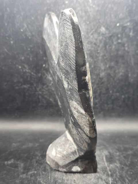 Orthoceras ammonite statue! 1.5 pounds, 6.2 inches tall, 5.2" wide