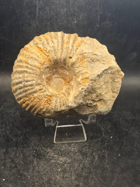 Medium nautilis ammonite fossil! 13 ounces, 3.7 inches wide, 3.2" tall