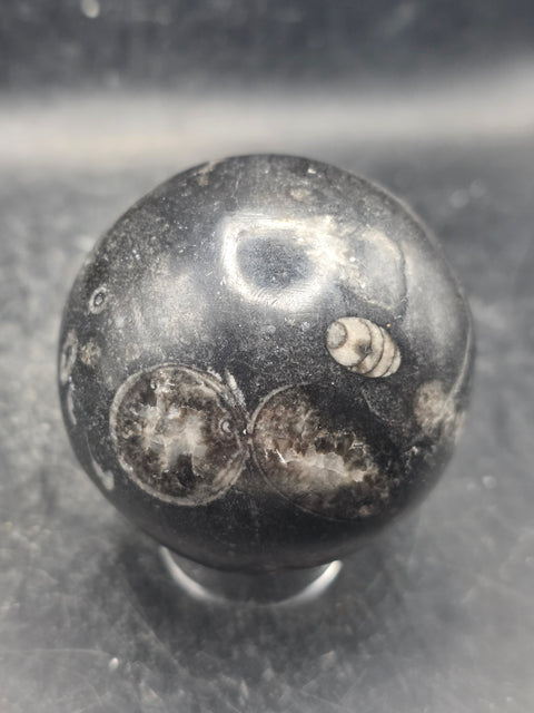 Orthoceras nautiloids sphere! 12 ounces 62.4mm, 2.4 inches wide