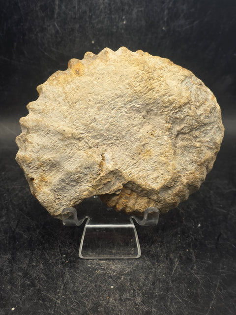 Medium nautilis ammonite fossil! 11 ounces, 3.8 inches wide, 3.2" tall