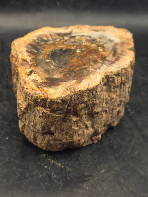 Petrified wood trunk! 15.6 ounces, 3.4 inches by 2.5 inches