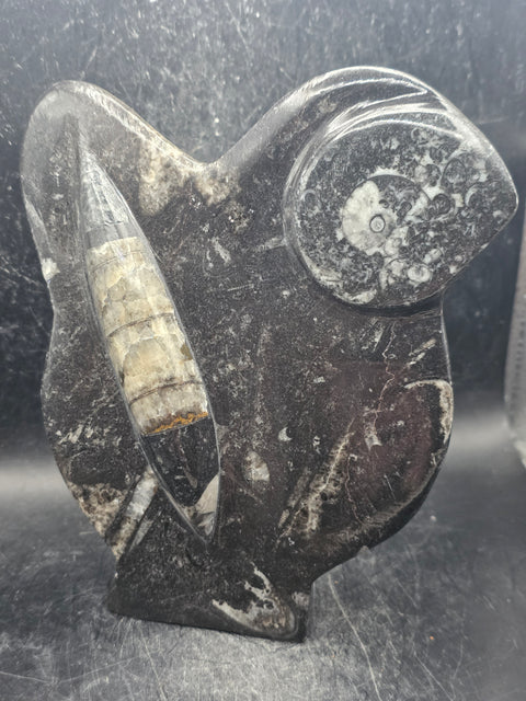 Orthoceras ammonite statue! 1.5 pounds, 6.2 inches tall, 5.2" wide