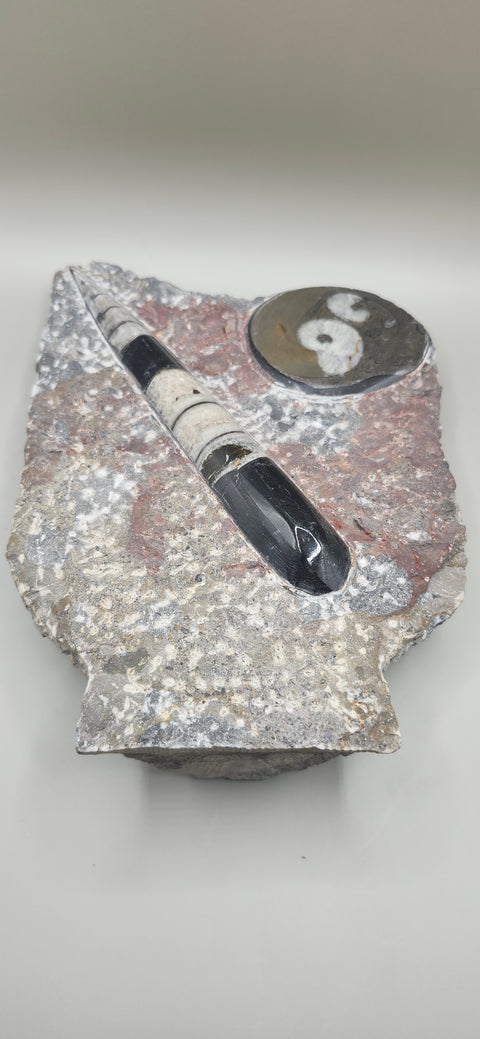 Orthoceras goinitite ammonite limestone statue! 1.7 pounds, 6.5 inches