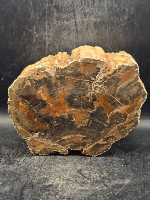 Petrified wood trunk! 2.14 pounds, 4.7 inches wide, 2.7" tall