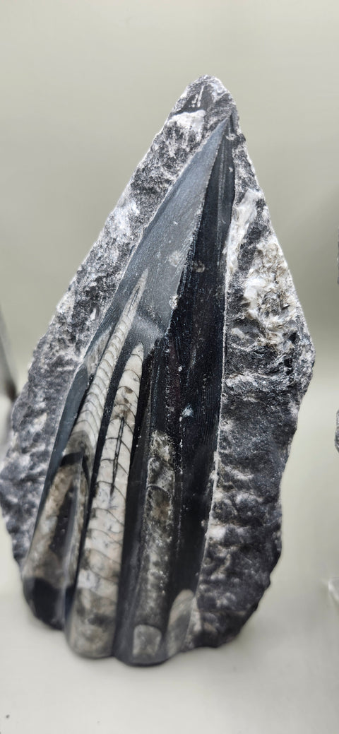 Double orthoceras nautiloids large! 1.1 pounds 6 inches
