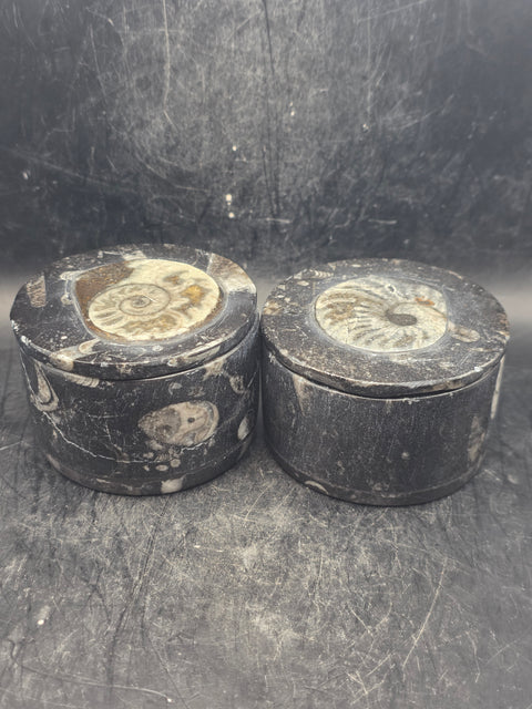 Medium round fossil box! 2.5 inches, 8.3 ounces!