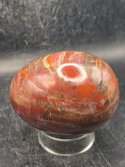 Petrified wood egg! 15 ounces, 3.1 inches tall, 2.4 inches wide!