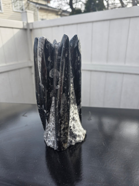 orthoceras limestone statue! 3.10 pounds, 8 inches tall, 3.1" tall