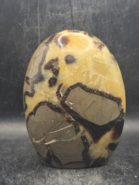 Septarian stone free form! 1.1 pounds, 4 inches tall, 3" wide