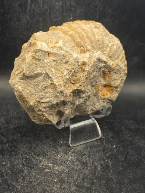 Medium nautilis ammonite fossil! 13 ounces, 3.7 inches wide, 3.2" tall