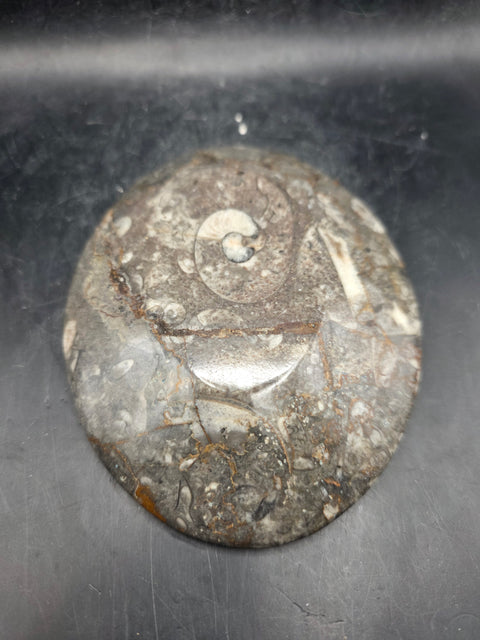 Oval orthoceras ammonite fossil dish! 5.9 ounces, 4.7 inches wide