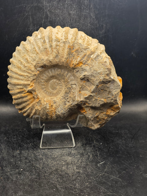 Large nautilis ammonite fossil! 2.8 pounds, 5.2 inches wide, 4.8" tall