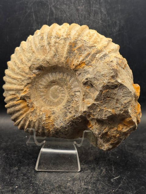 Large nautilis ammonite fossil! 2.8 pounds, 5.2 inches wide, 4.8" tall