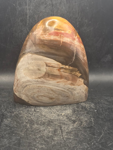 Petrified wood free form! 1.5 pounds, 3.7 inches tall, 3.3" wide!