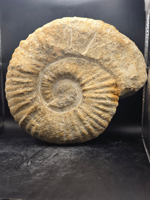 XL Nautilus ammonite!! 6.10 pounds, 9 inches by 8 inches