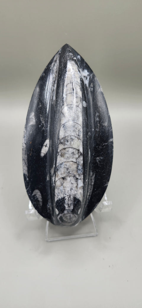 Single orthoceras nautiloids large! 6 ounces 5 inches