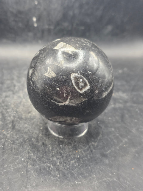 Orthoceras nautiloids sphere! 12 ounces 62.4mm, 2.4 inches wide