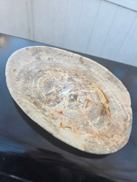 Large petrified wood plate! 11 inches long, 8 inches wide, 2.12 pounds!