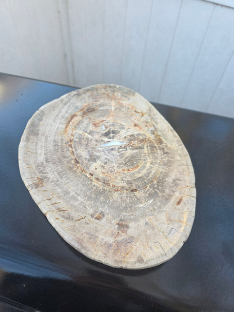 Large petrified wood plate! 11 inches long, 8 inches wide, 2.12 pounds!