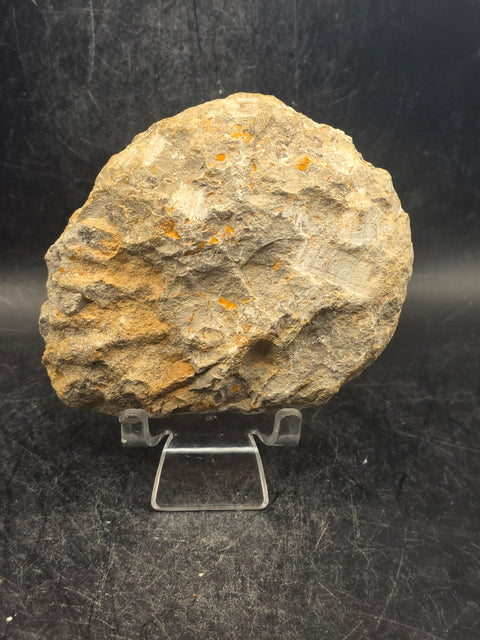 Medium nautilis ammonite fossil! 1 pound, 3.8 inches wide, 3.2" tall