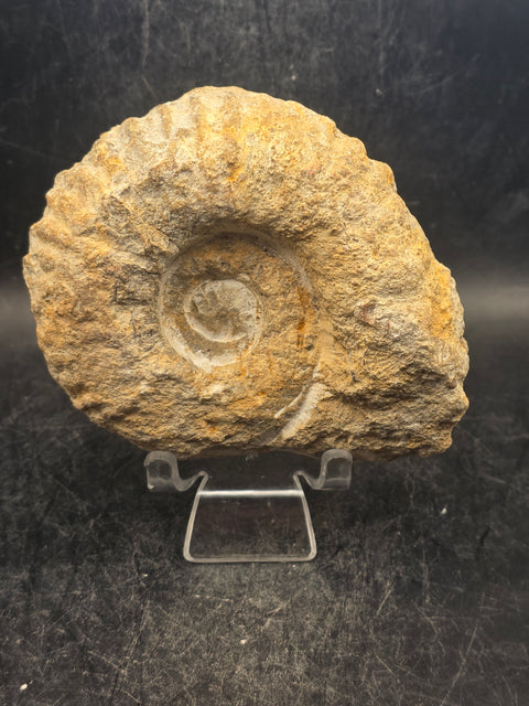 Medium nautilis ammonite fossil! 1 pound, 3.8 inches wide, 3.2" tall
