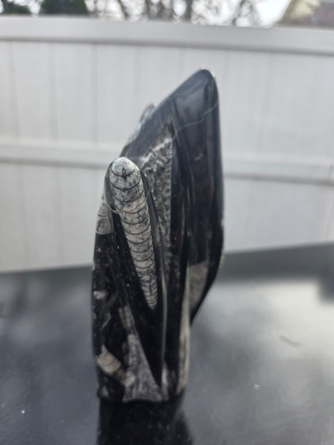 Orthoceras limestone statue! 2.4 pounds, 7.5 inches tall, 3.4" wide