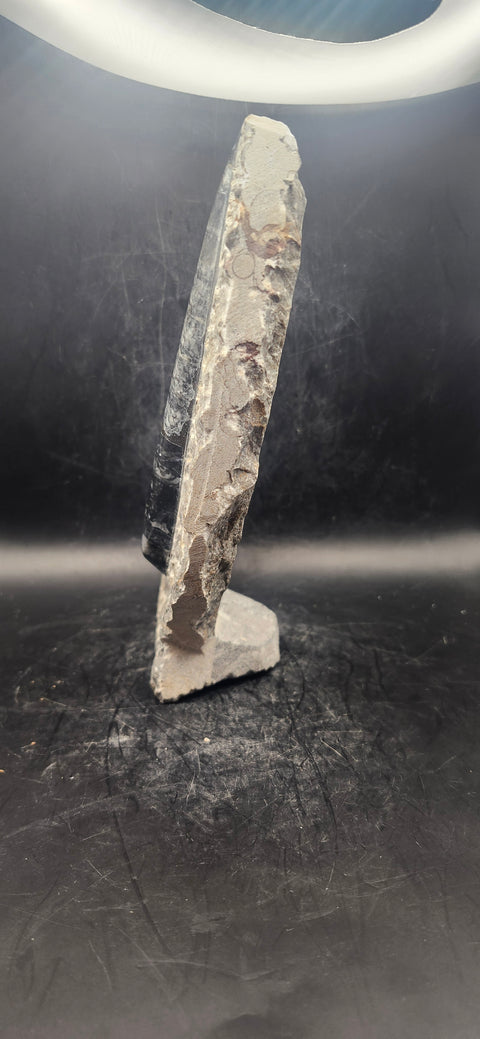 Orthoceras, ammonite statue! 1.14 pounds, 6.7 inches tall, 5" wide