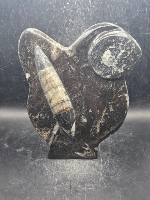 Orthoceras ammonite statue! 1.5 pounds, 6.2 inches tall, 5.2" wide