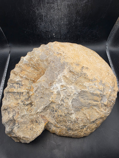 XL Nautilus ammonite!! 6.10 pounds, 9 inches by 8 inches