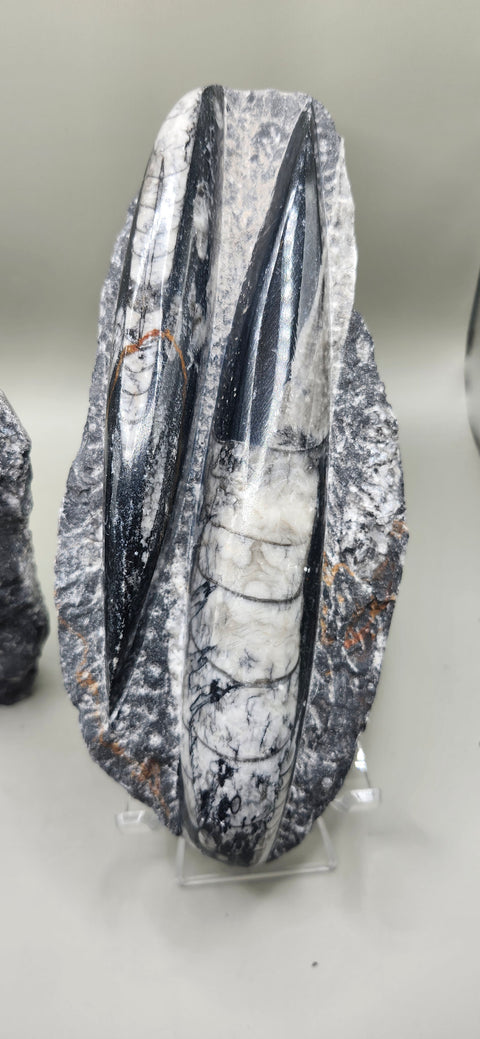 DOUBLE ORTHOCERAS NAUTILOIDS