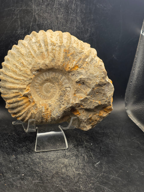 Large nautilis ammonite fossil! 2.8 pounds, 5.2 inches wide, 4.8" tall