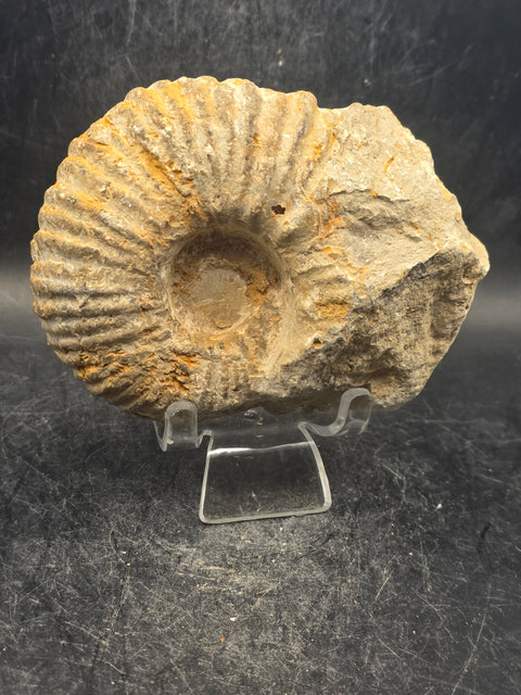 Medium nautilis ammonite fossil! 13 ounces, 3.7 inches wide, 3.2" tall