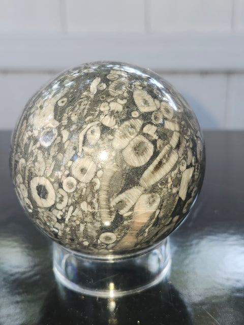 Crinoid fossil sphere! 68mm, 2.69 inches, 1 pound