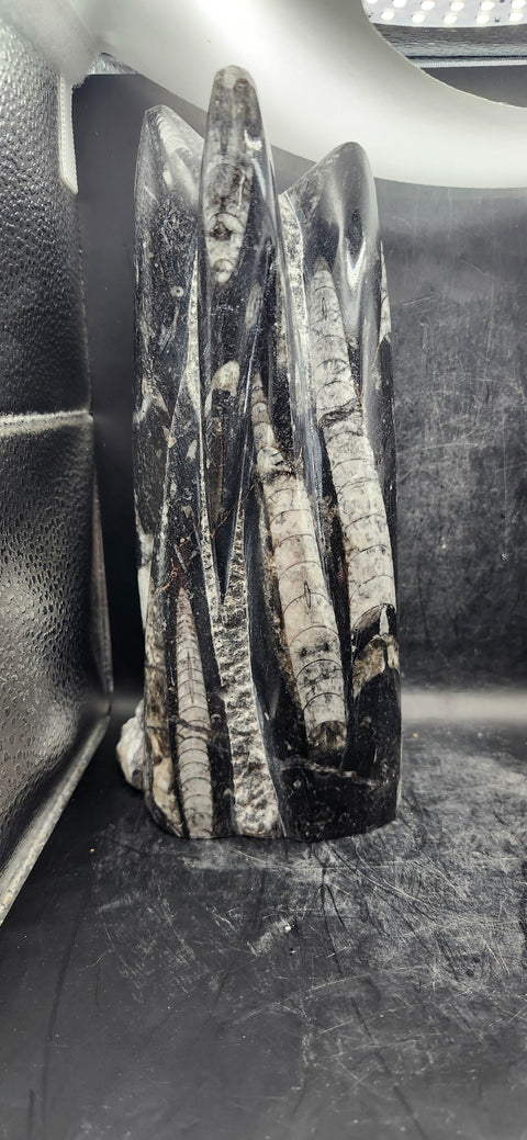 Xl 7 orthoceras limestone statue! 4.9 pounds, 8.5 inches tall 3.3" wide