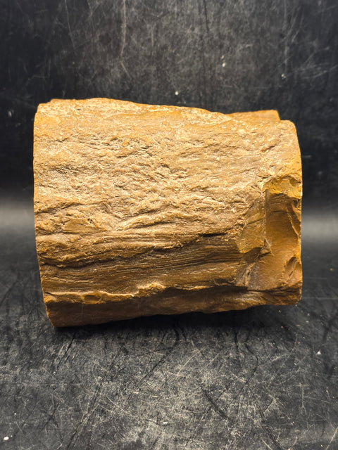 Petrified wood trunk! 1.15 pounds, 3.3 inches tall 3.3 inches wide