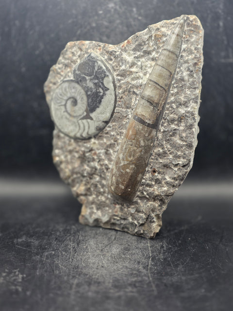 Orthoceras ammonite limestone statue! 1.13 pounds, 6.7 inches tall