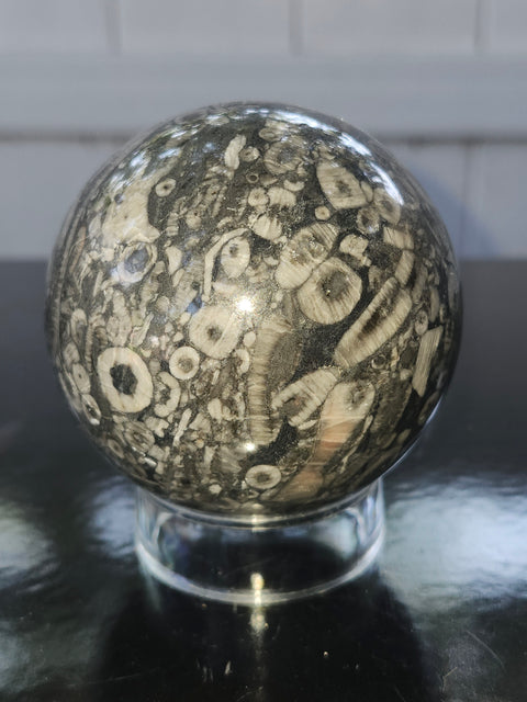 Crinoid fossil sphere! 68mm, 2.69 inches, 1 pound