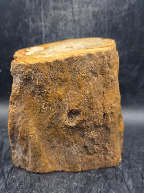 Petrified wood trunk! 1.15 pounds, 3.5 inches tall, 3.3 inches wide