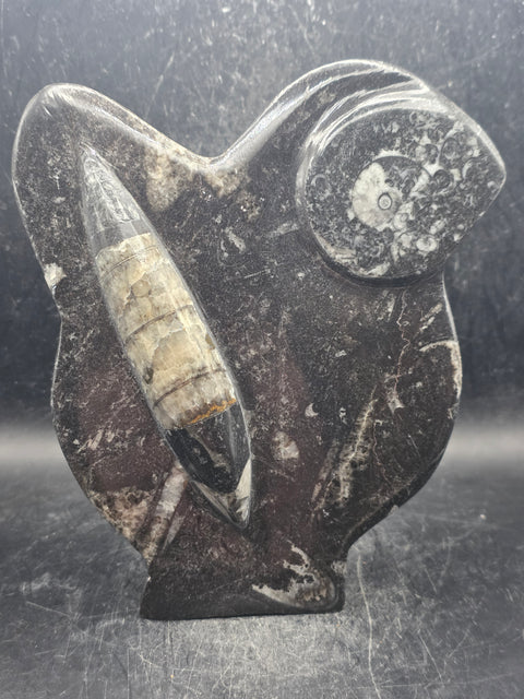 Orthoceras ammonite statue! 1.5 pounds, 6.2 inches tall, 5.2" wide