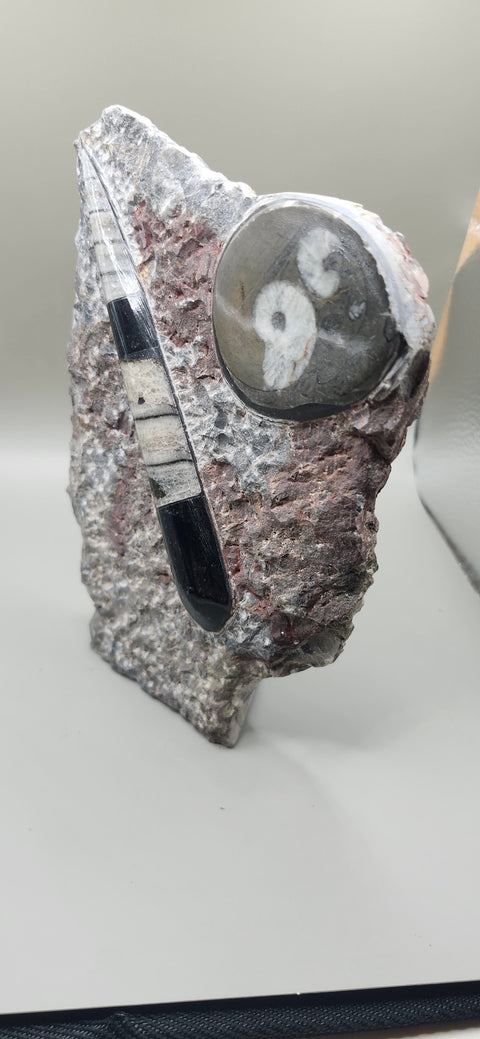Orthoceras goinitite ammonite limestone statue! 1.7 pounds, 6.5 inches