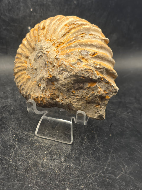 Small nautilis ammonite fossil! 10 ounces, 3 inches wide, 2.6" tall!