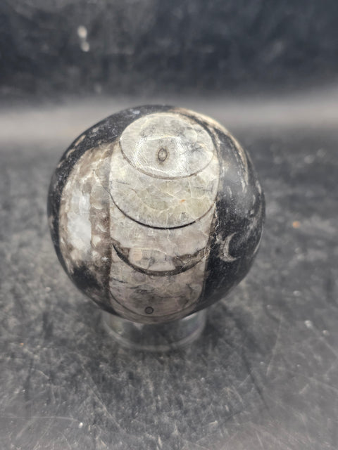 Orthoceras nautiloids sphere! 10 ounces 58.6mm, 2.3 inches wide