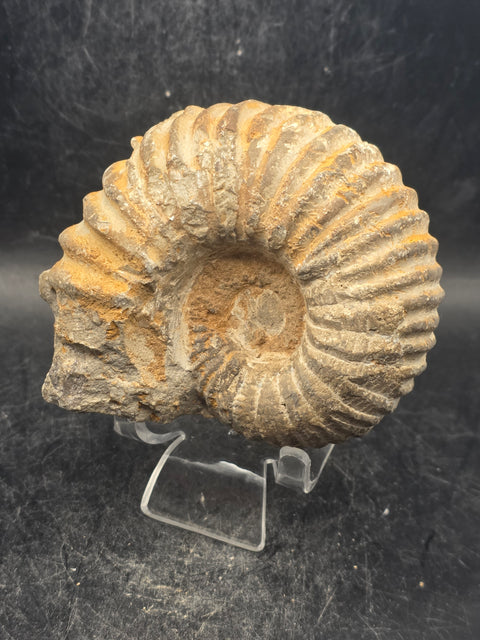 Small nautilis ammonite fossil! 10 ounces, 3 inches wide, 2.6" tall!