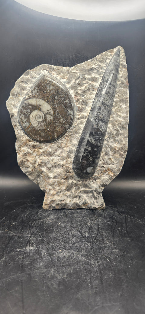 Orthoceras, ammonite statue! 1.14 pounds, 6.7 inches tall, 5" wide