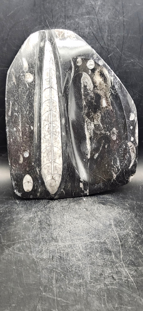 Single orthoceras bowl! 14 ounces, 6 inches tall, 5 wide