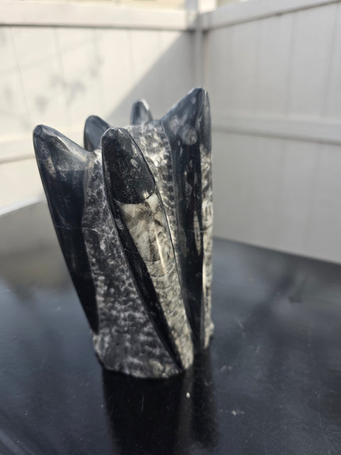 Orthoceras limestone statue! 3.11 pounds, 6 inches tall, 3.6" tall