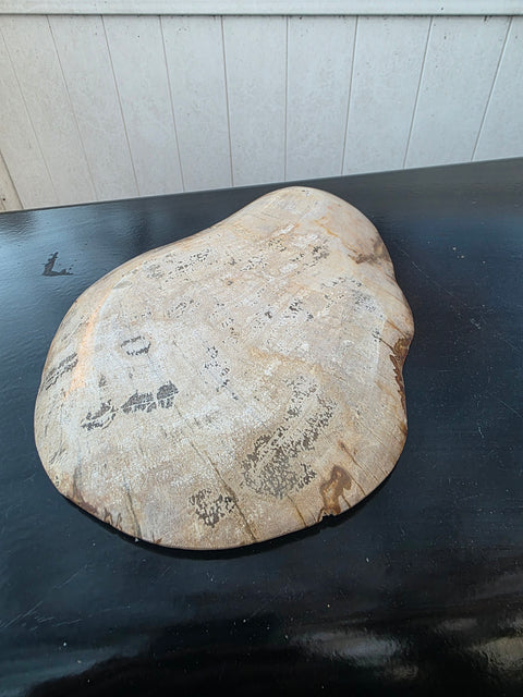 Small petrified wood plate! 9.5 inches by 7 inches, 1.5 pounds!